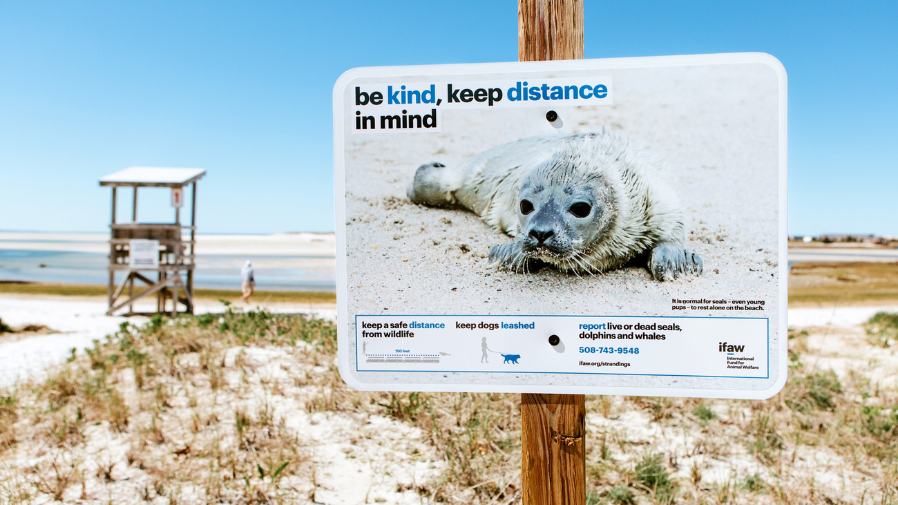 One of 100 signs now located across Cape Cod beaches, designed to increase community awareness about coexistence with seals.