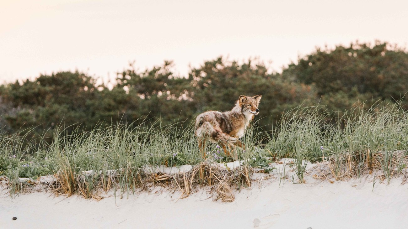 coyote walks on beach dune