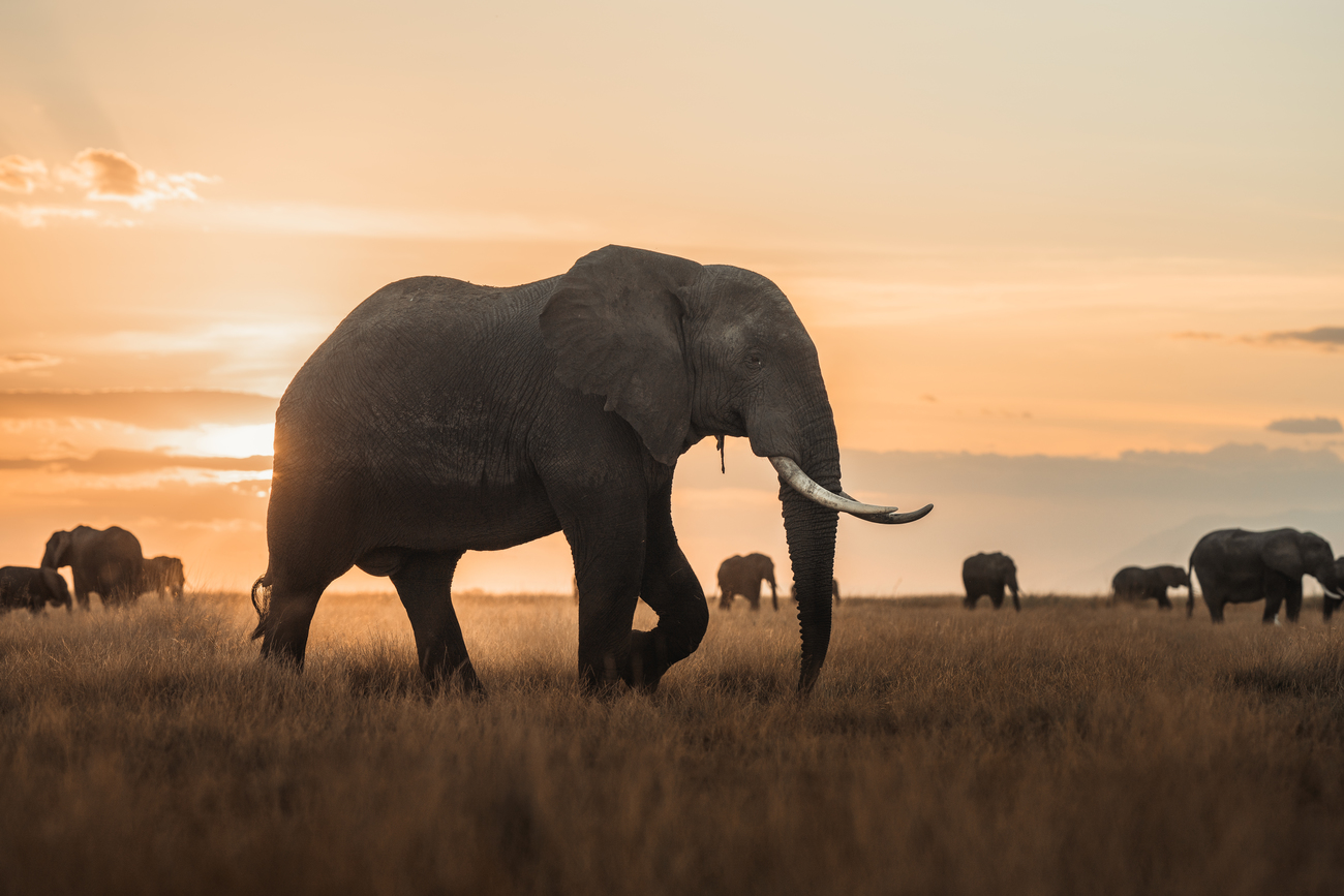 tenboma: veiligheid wilde dieren - | IFAW