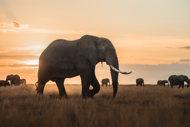 Advertentie In zoomen het kan tenboma: veiligheid van wilde dieren - afrika | IFAW