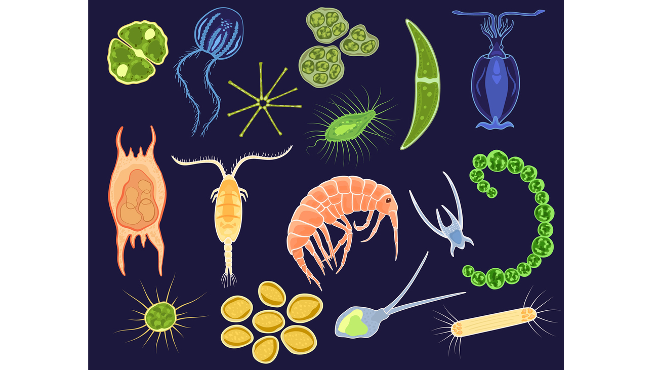 phytoplankton graphic