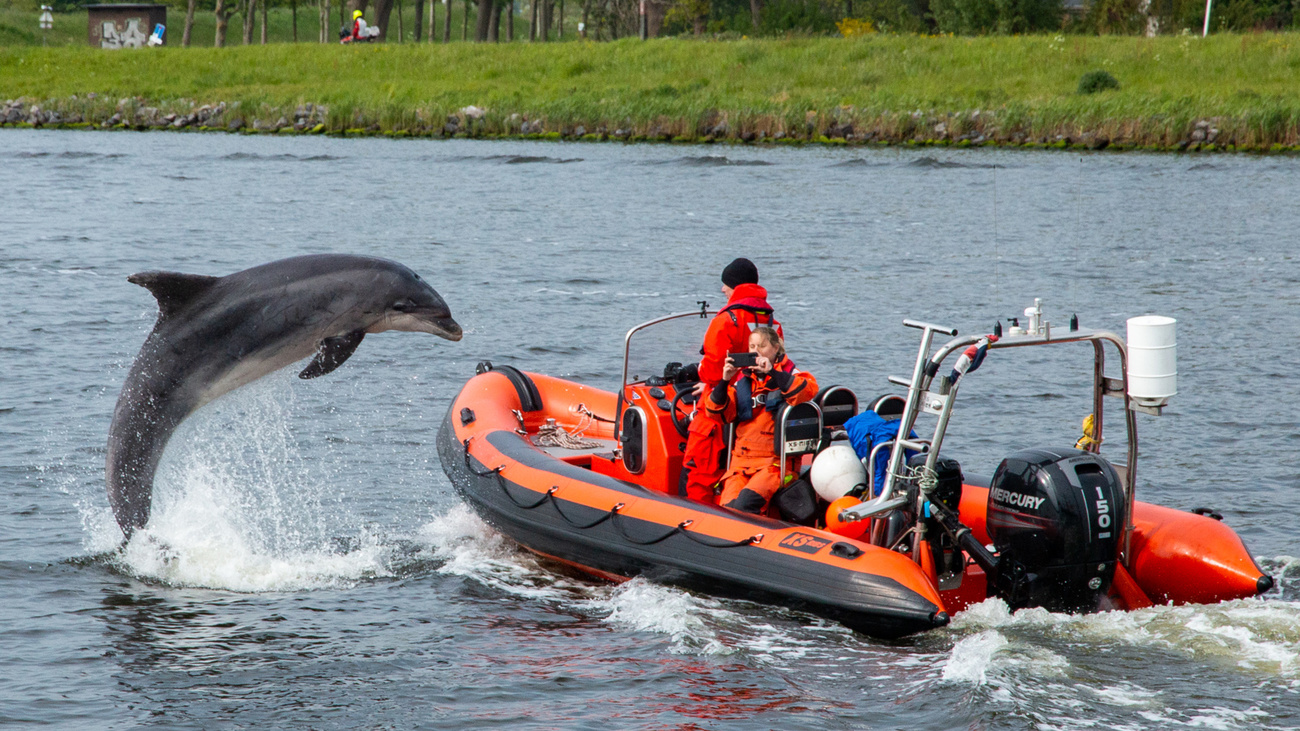 SOS Dolfijn helpt Zafar uit de haven van Amsterdam weer naar open zee.