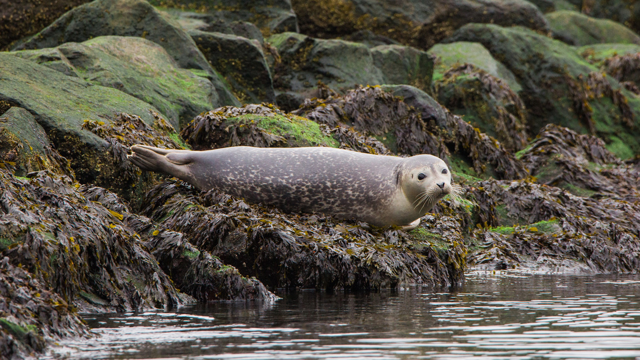 harbor seal on rocky Cape Cod shore