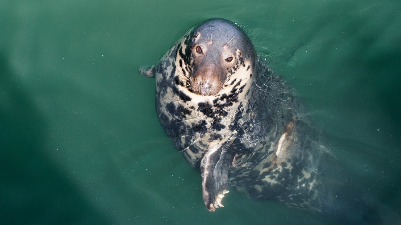 gray seal in water