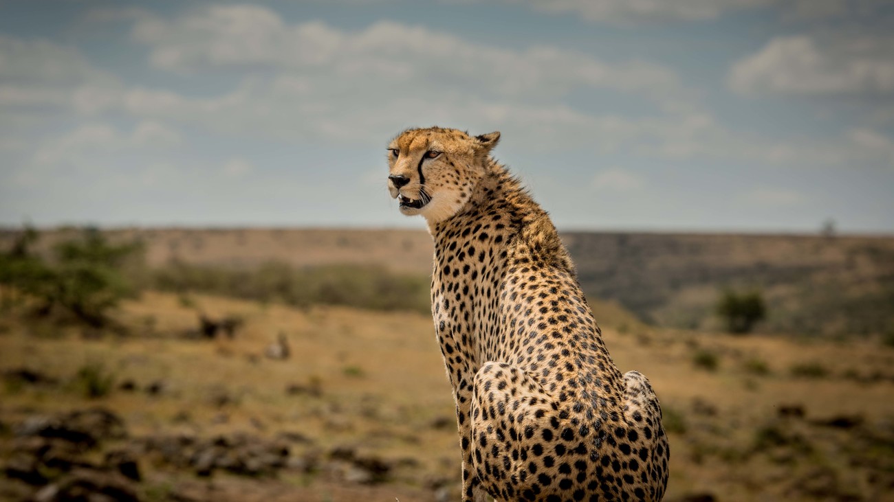 a cheetah with the backdrop of the savannah