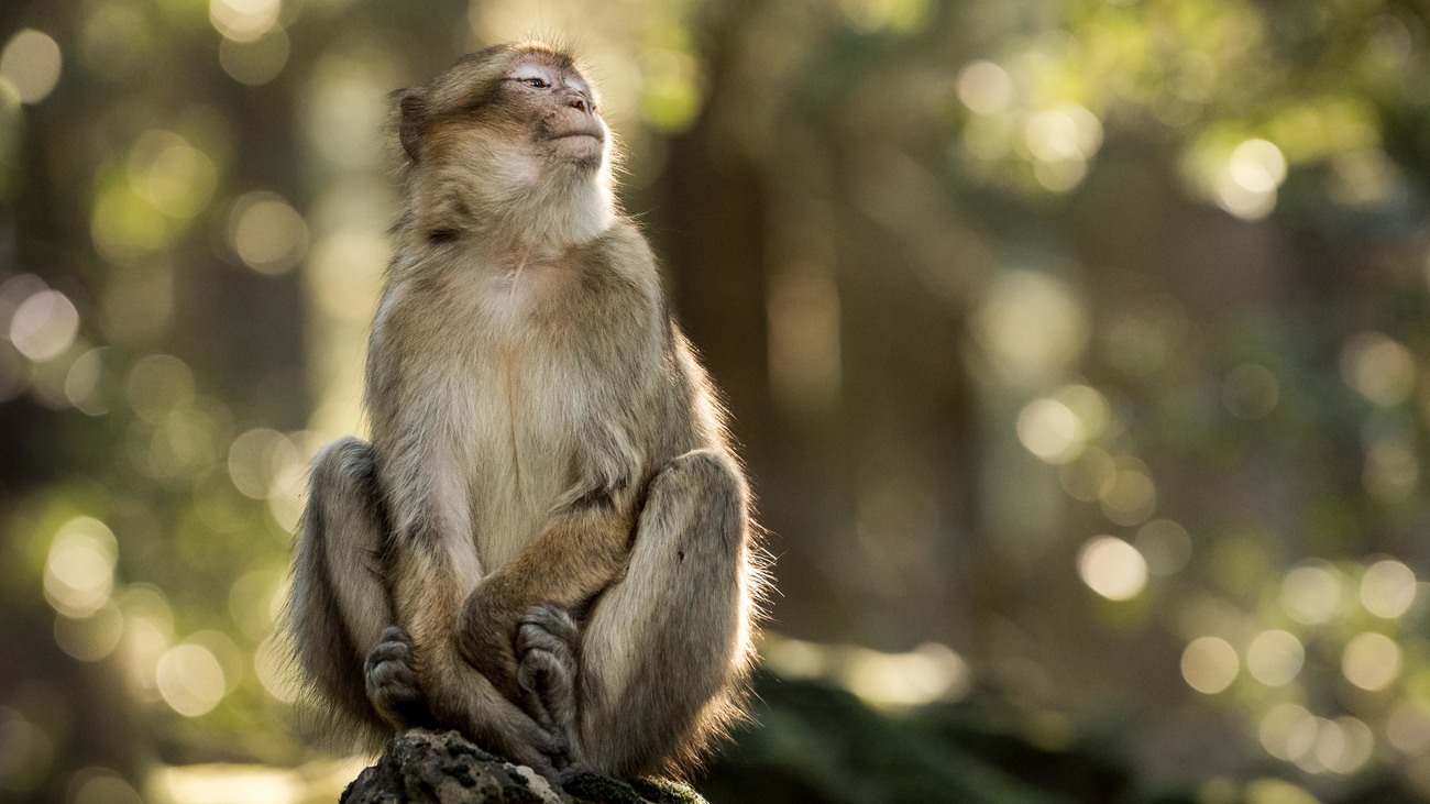 Barbary macaque sits on a rock