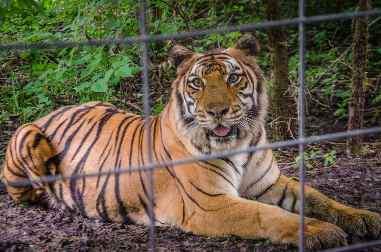 A captive tigress lies behind a fence, before being rescued and brought to a sanctuary. 