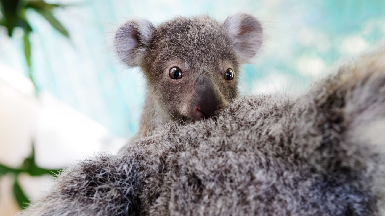 Seconde Chance Pour Un Bebe Koala Et Sa Maman Aveugle Apres Leur Sauvetage Ifaw