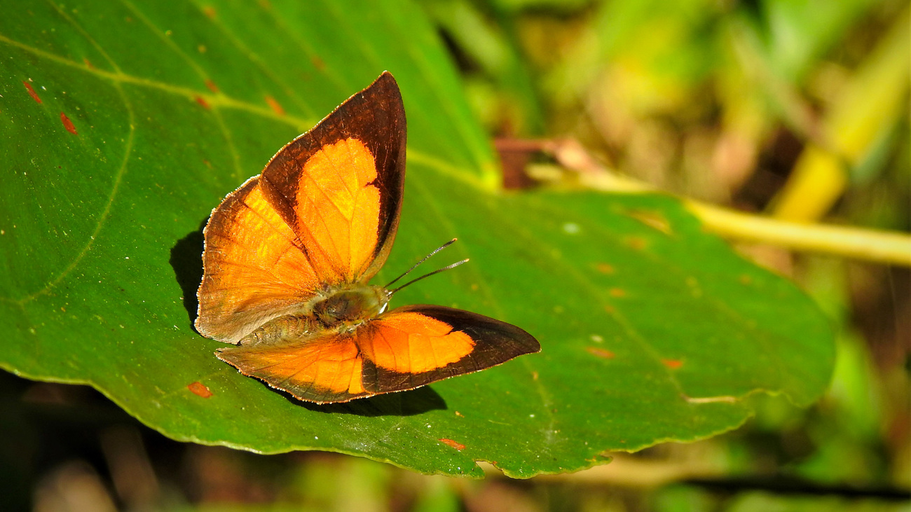 an orange Shiva sunbeam butterfly rests on a leaf