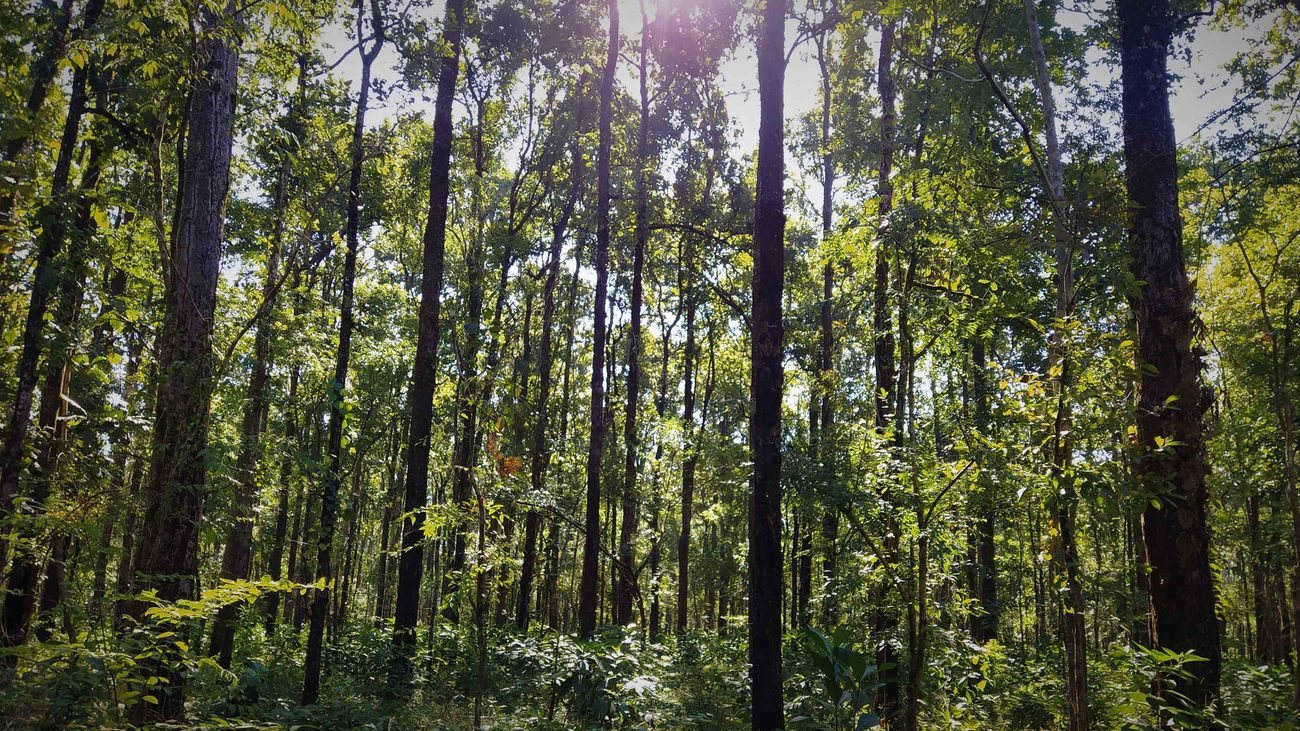 a forest of sal trees in Raimona National Park