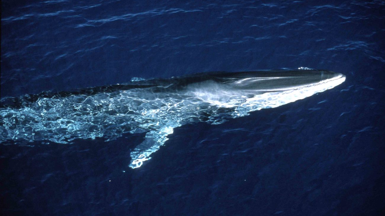 A fin whale at the surface of the water.