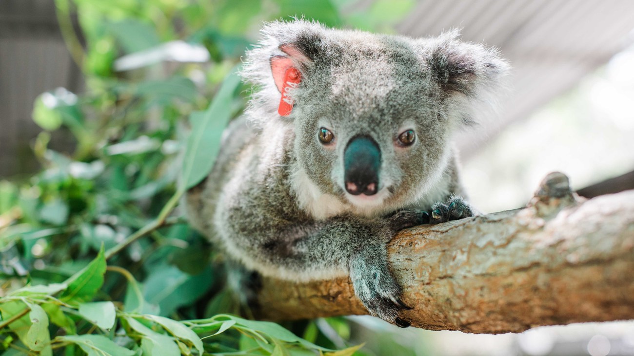 what it's like to rehabilitate a koala | IFAW