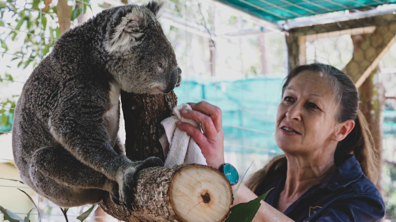 vet Marley uses a washcloth to clean a rescued koala in a tree