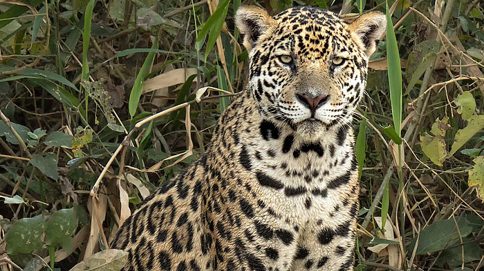 jaguar sits in the jungle in Brazil