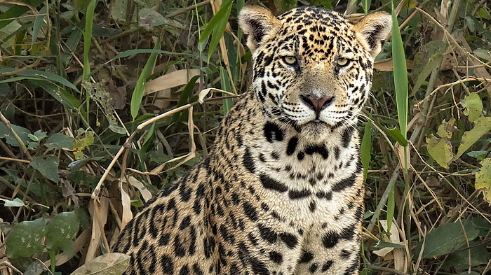 Un jaguar dans la jungle.