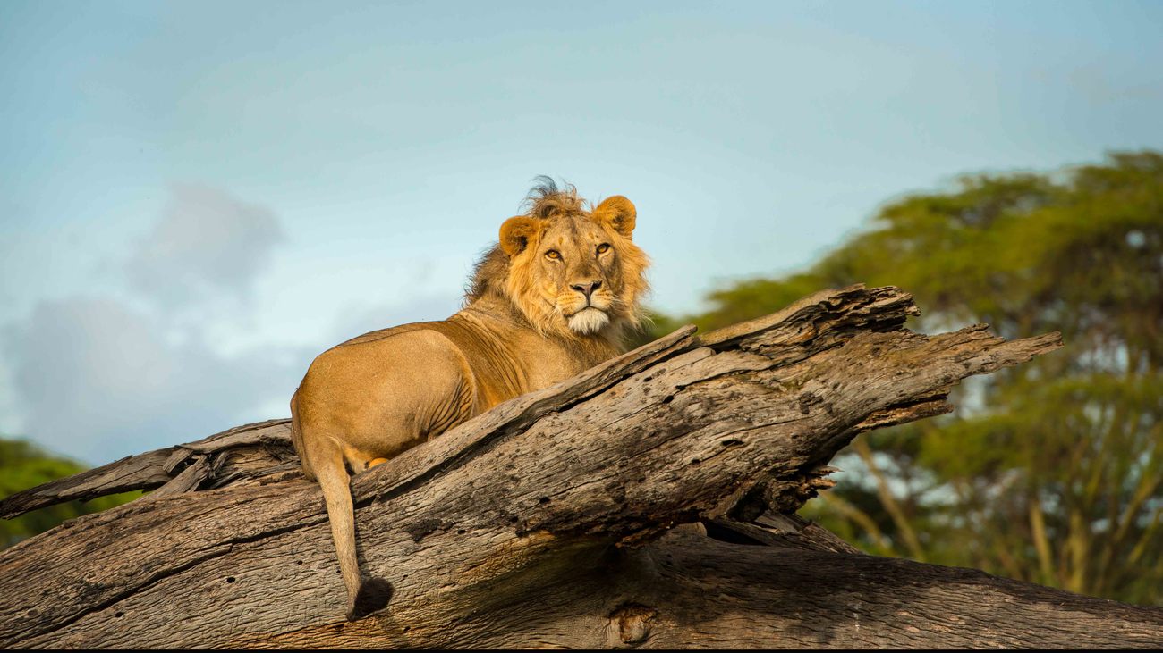 a male lion lays on a large tree trunk