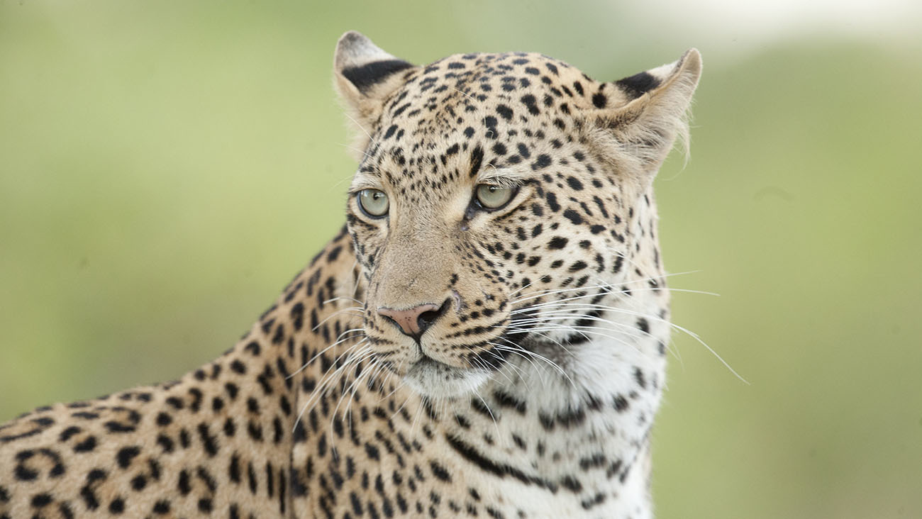 Een luipaard in Botswana. De luipaard heeft een vacht met rozetten (vlekken). Deze hebben geen stippen in het midden. Die van een jaguar hebben dat wel.