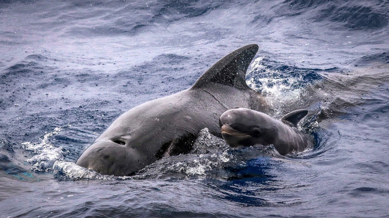 A long-finned pilot whale mother and calf swimming on the surface of the ocean