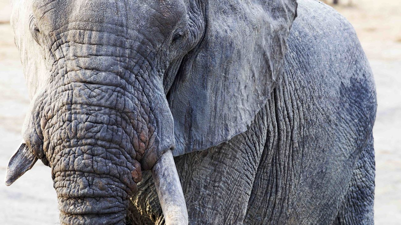 close-up of an elephant's face with small tusks