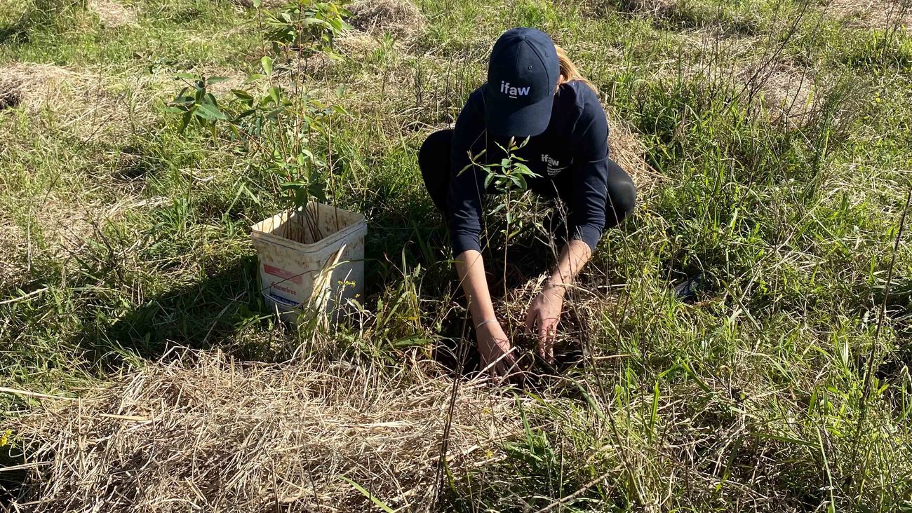 a woman wearing an IFAW hat plants a tree sapling