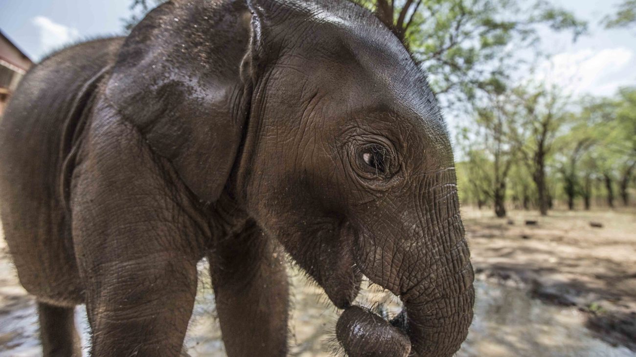 a closeup of an elephant calf 