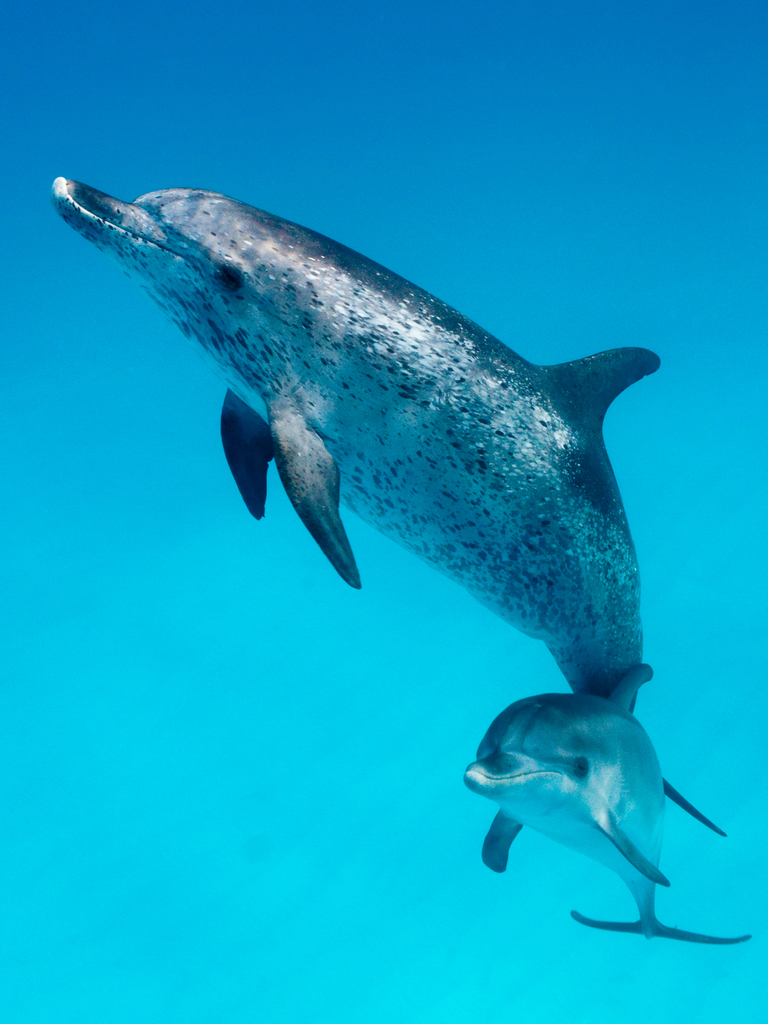 What you should know about dolphins | IFAW