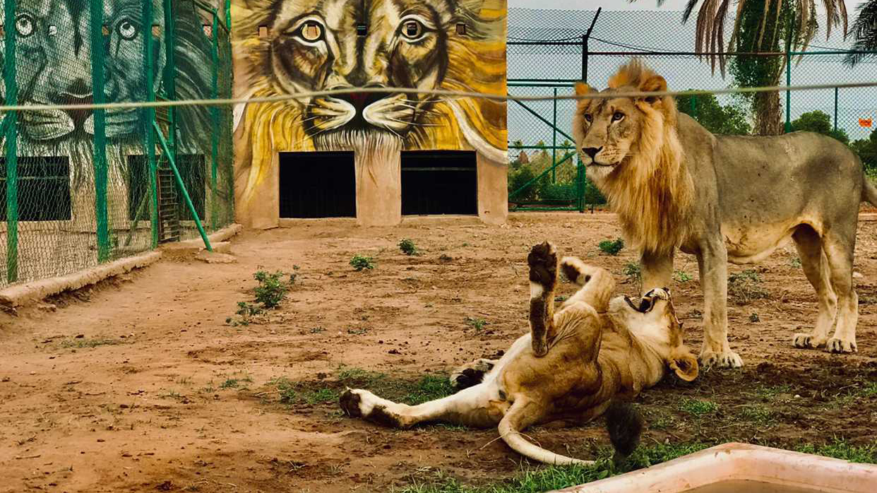 two lions playing in a zoo in Sudan. 