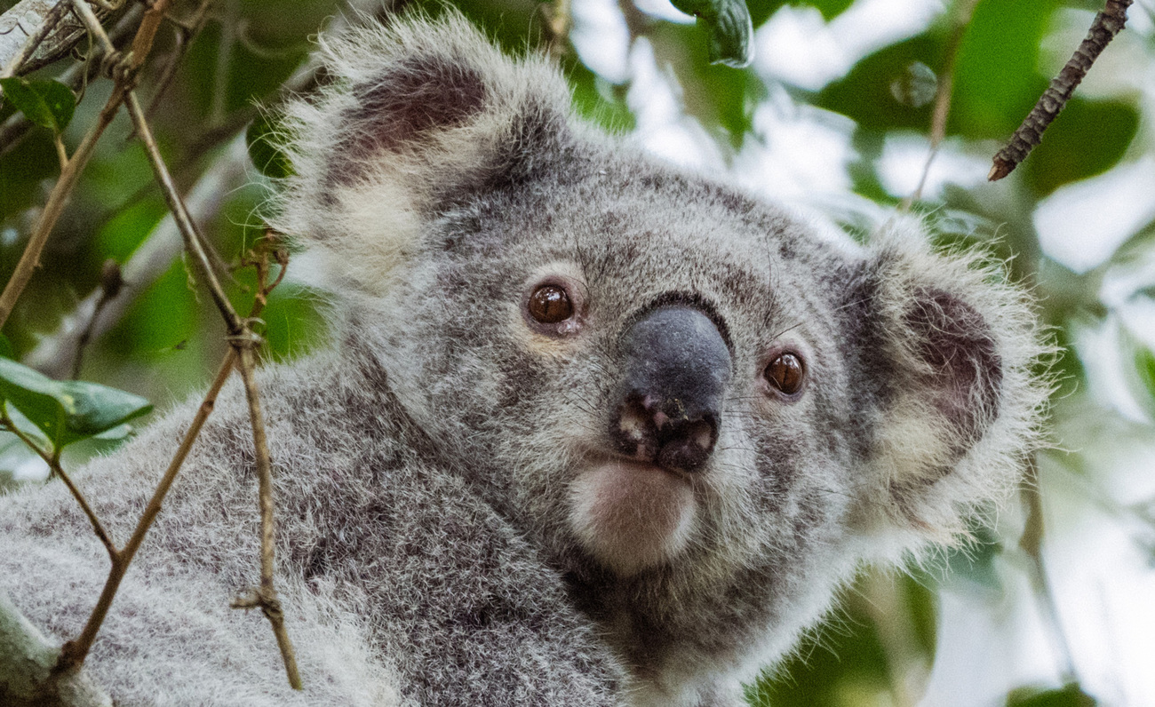 Gros plan d'un koala repéré dans un arbre