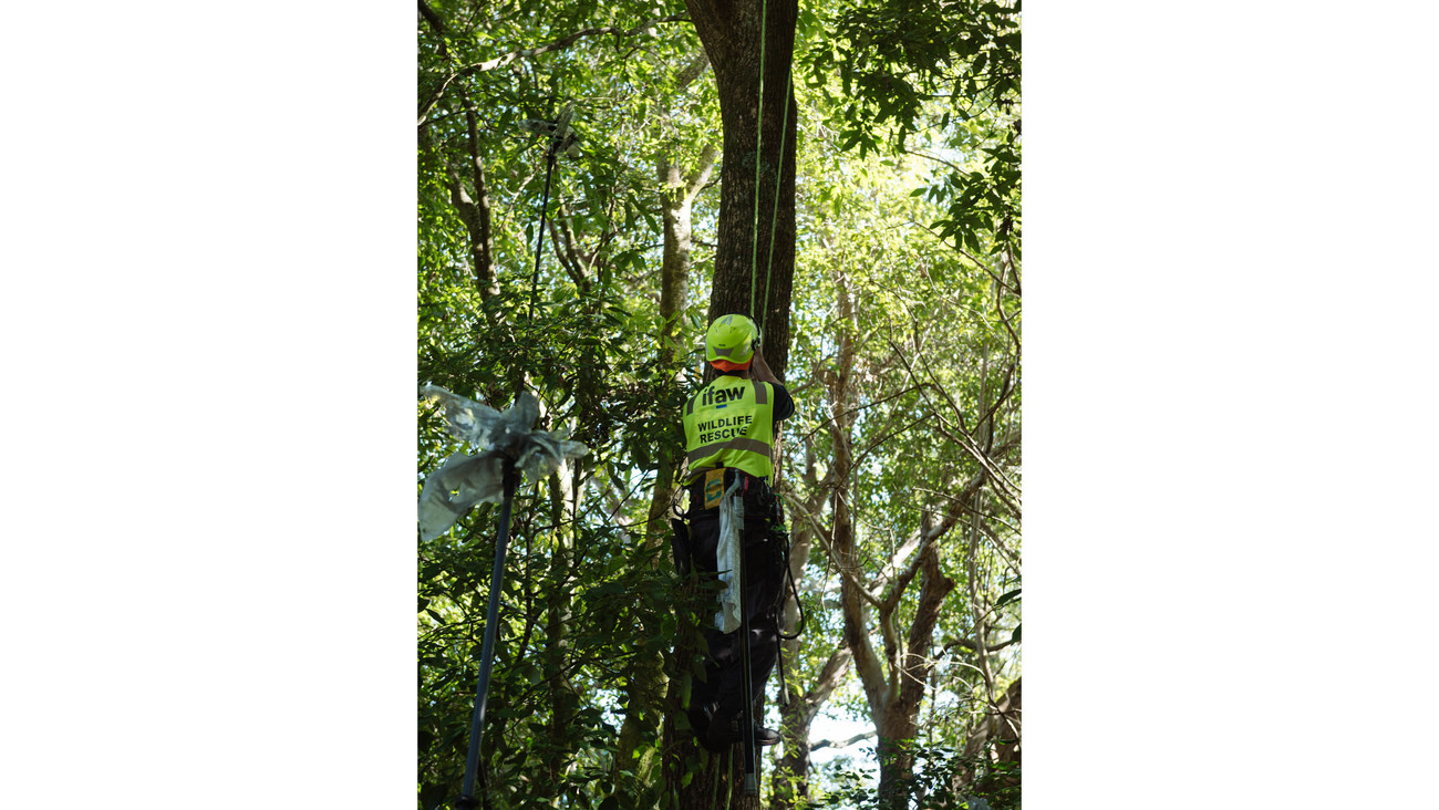 a male IFAW responder climbs a tree to rescue a koala