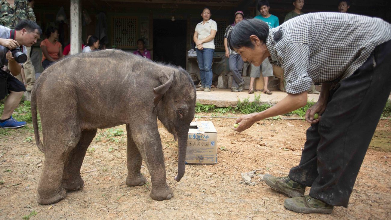 a woman reaches down to give food to a rescued Asian elephant calf