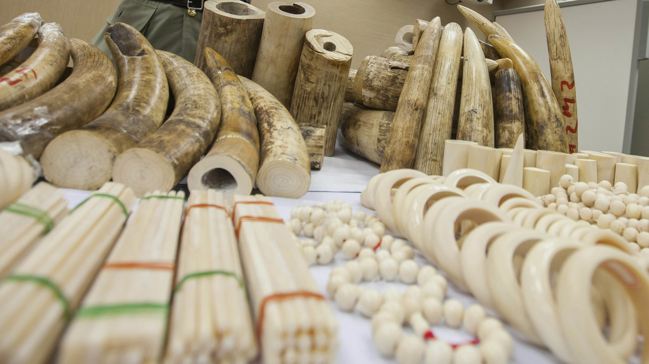 790 kg of smuggled ivory in the form of elephant tusks and trinkets displayed on a table during confiscation