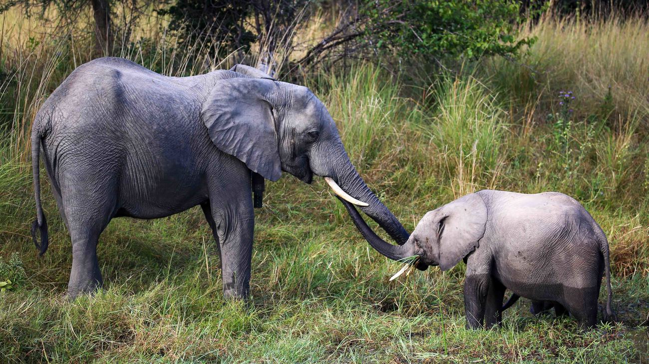 Olifant Batoka reikt zijn slurf uit naar zijn pleegbroer Tafika.