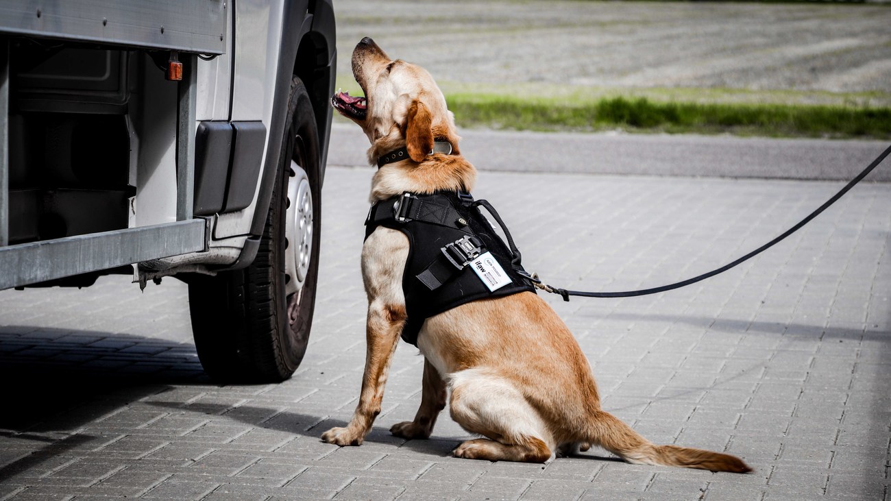 a Labrador retriever trained as a detection dog sits by a vehicle as it sniffs for jaguar parts