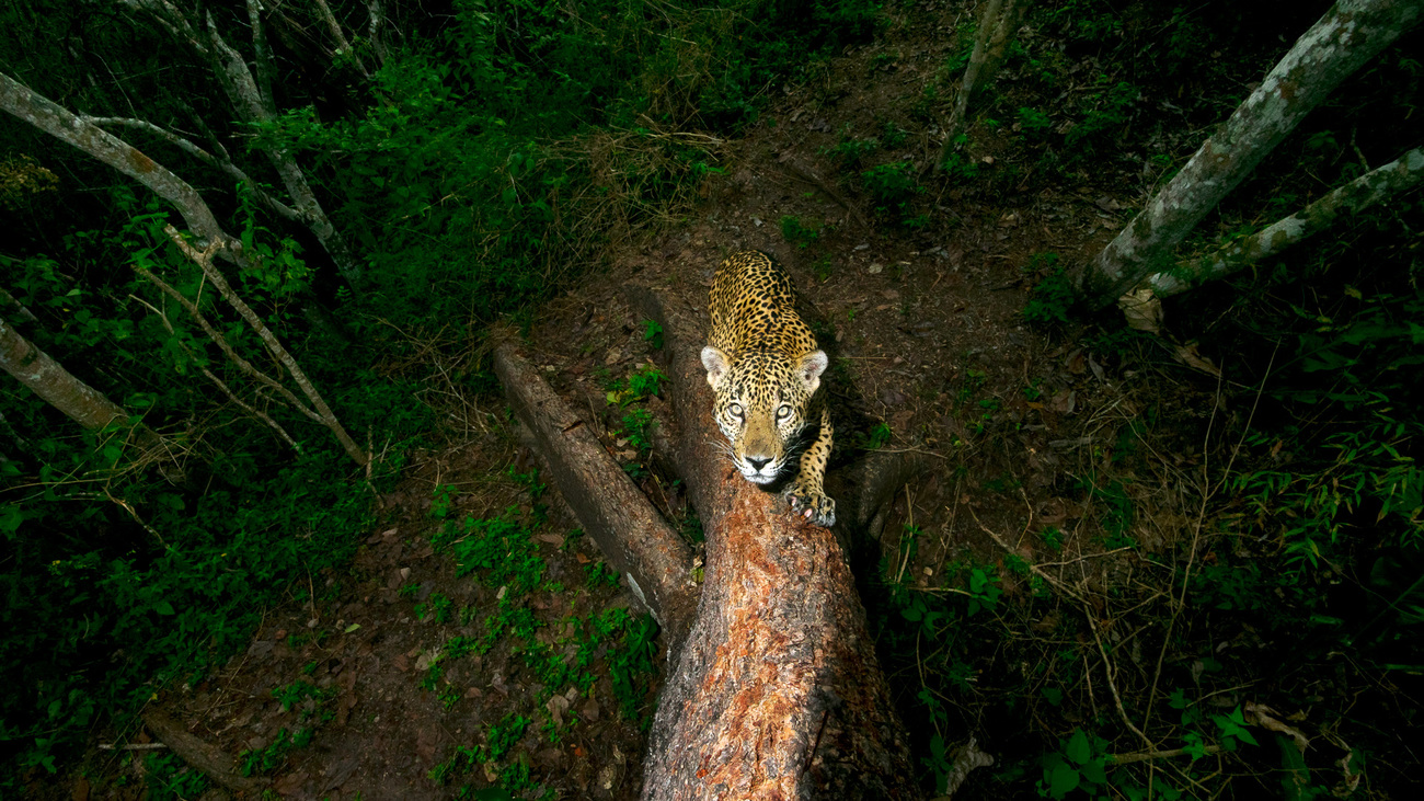 A camera trap captures a wild adult Jaguar climbing a tree