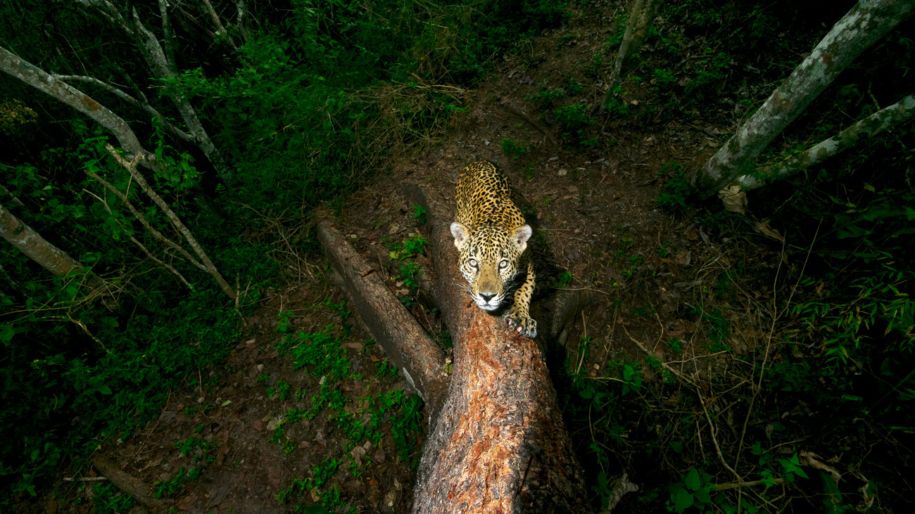 jaguar climbs up a tree during nighttime in the forest