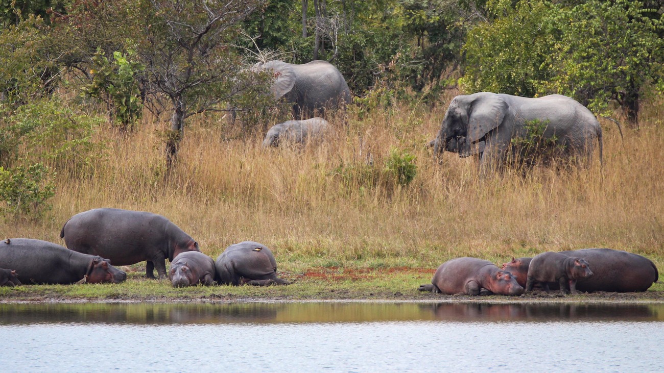 landscape view of hippos and elephants grazing by a body of water