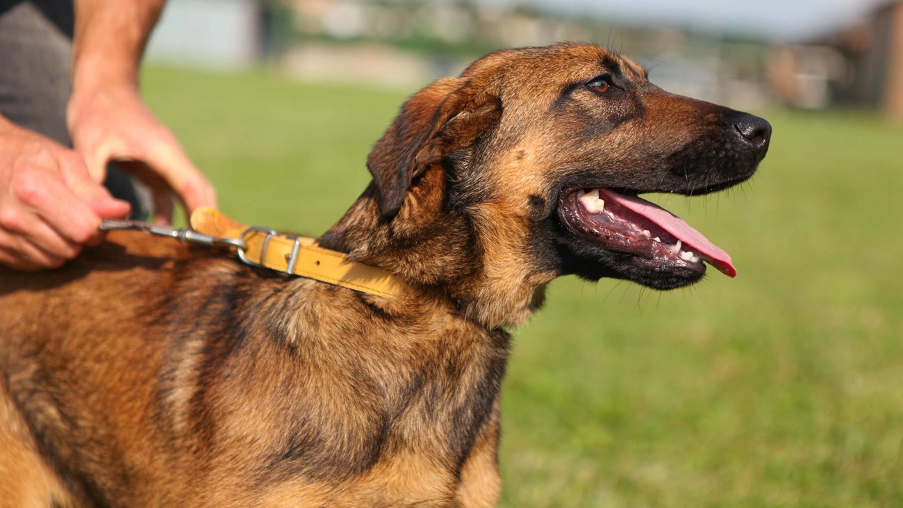 close-up of a brown dog