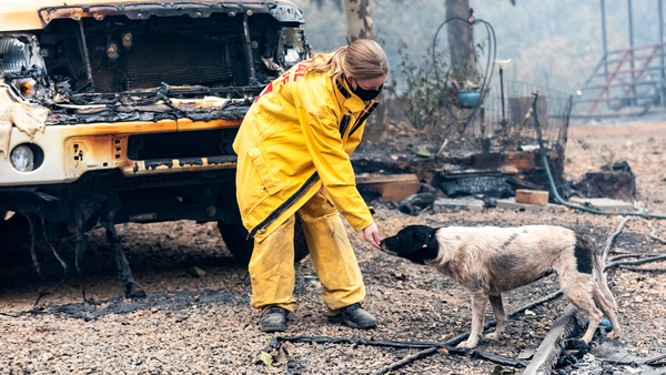 IFAW team deploys to California to support animal rescue amidst ‘monster’ Park Fire