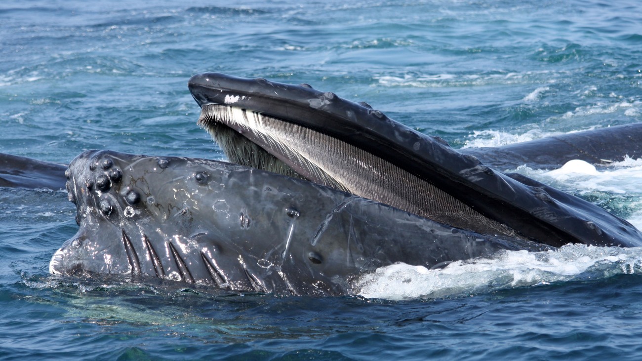 close-up of the mouth of a humpback whale with baleen visible