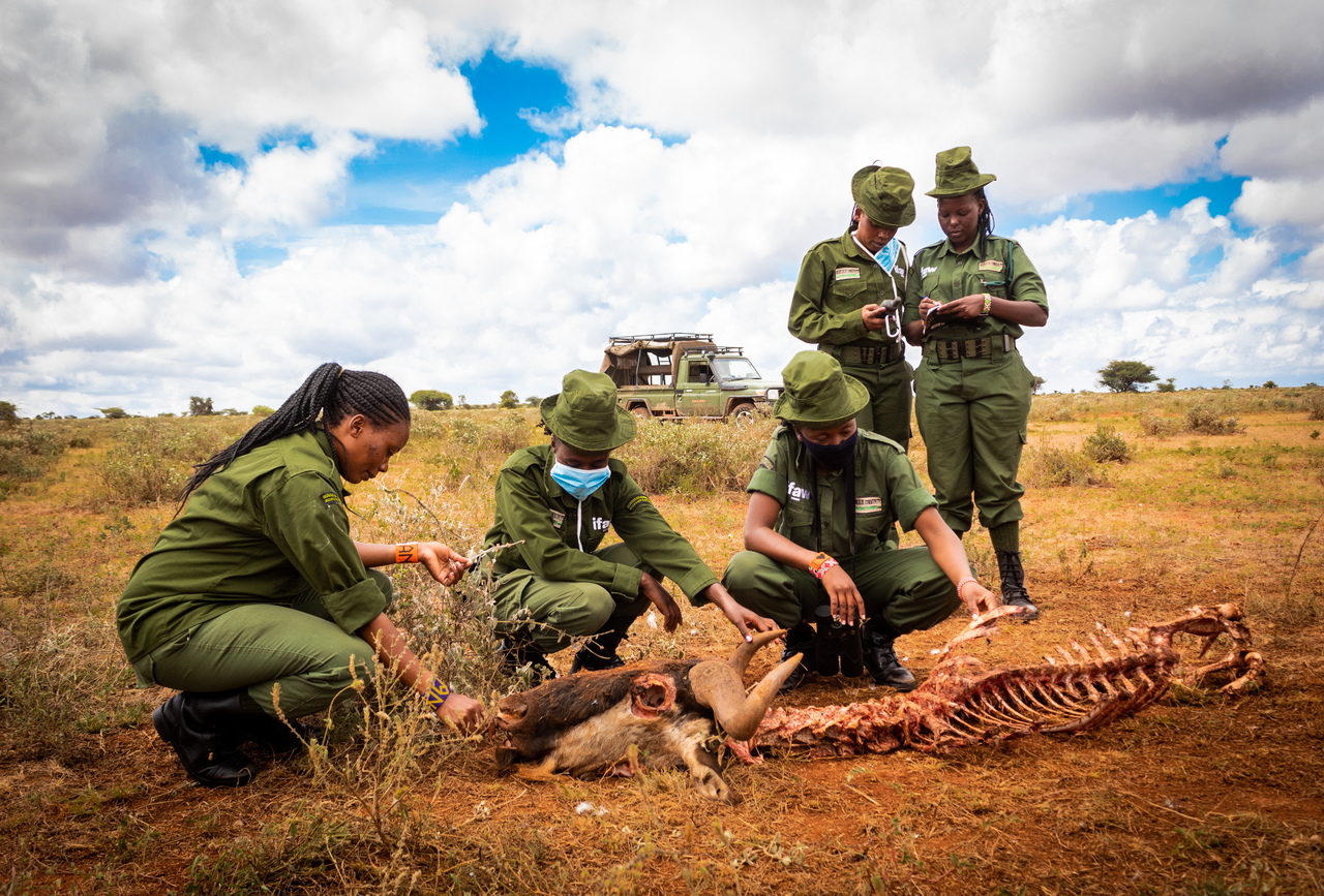 Leden van Team Lioness onderzoeken het karkas van een gnoe in Amboseli National Park, Kenia.