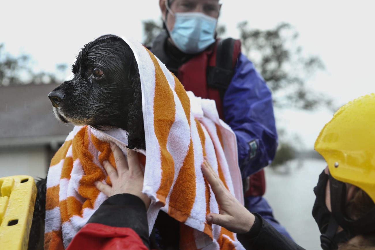 an IFAW responder carries a black dog with a towel over its head