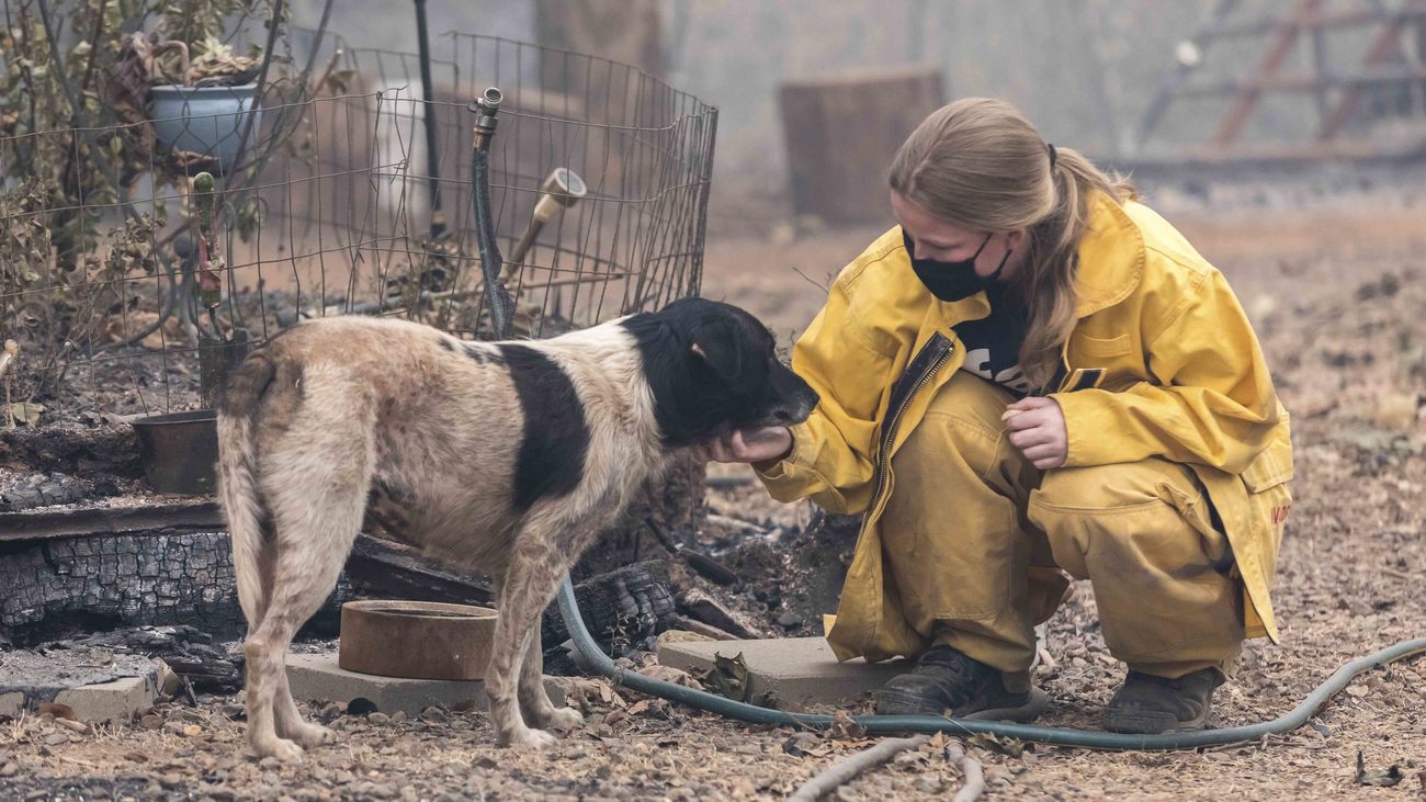 a woman crouches down to pet a black and white dog found in burned debris from wildfire