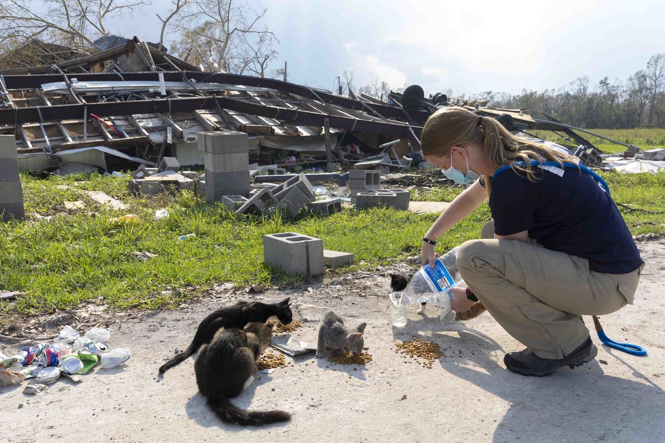 Jennifer Gardner van IFAW geeft voedsel en water aan vier kittens die werden gevonden in het puin van een huis dat ondersteboven was gekeerd door orkaan Ida.