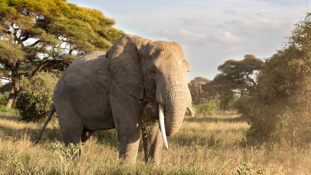 elephant with large tusks stands alone in grasslands