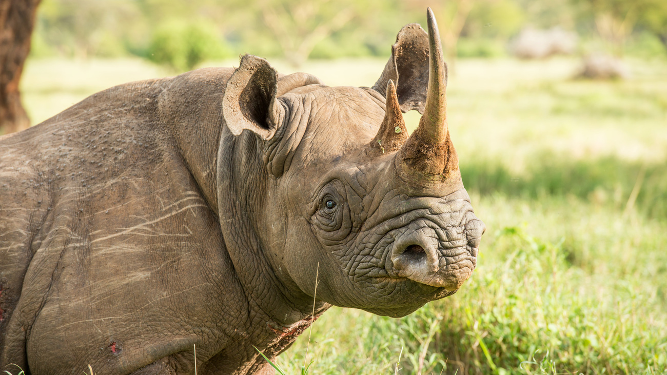 A black rhino in the bush.