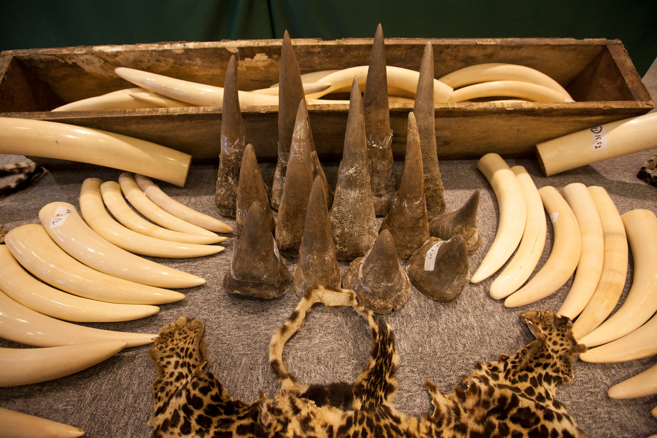 Seized ivory tusks, rhino horn and leopard skin