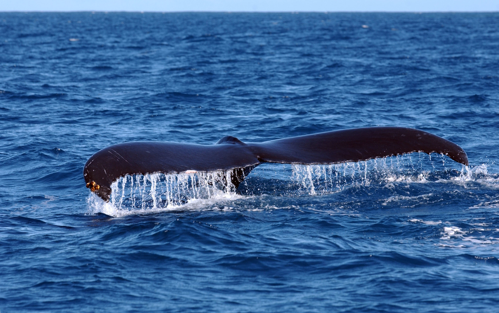 Fluke of a diving humpback whale