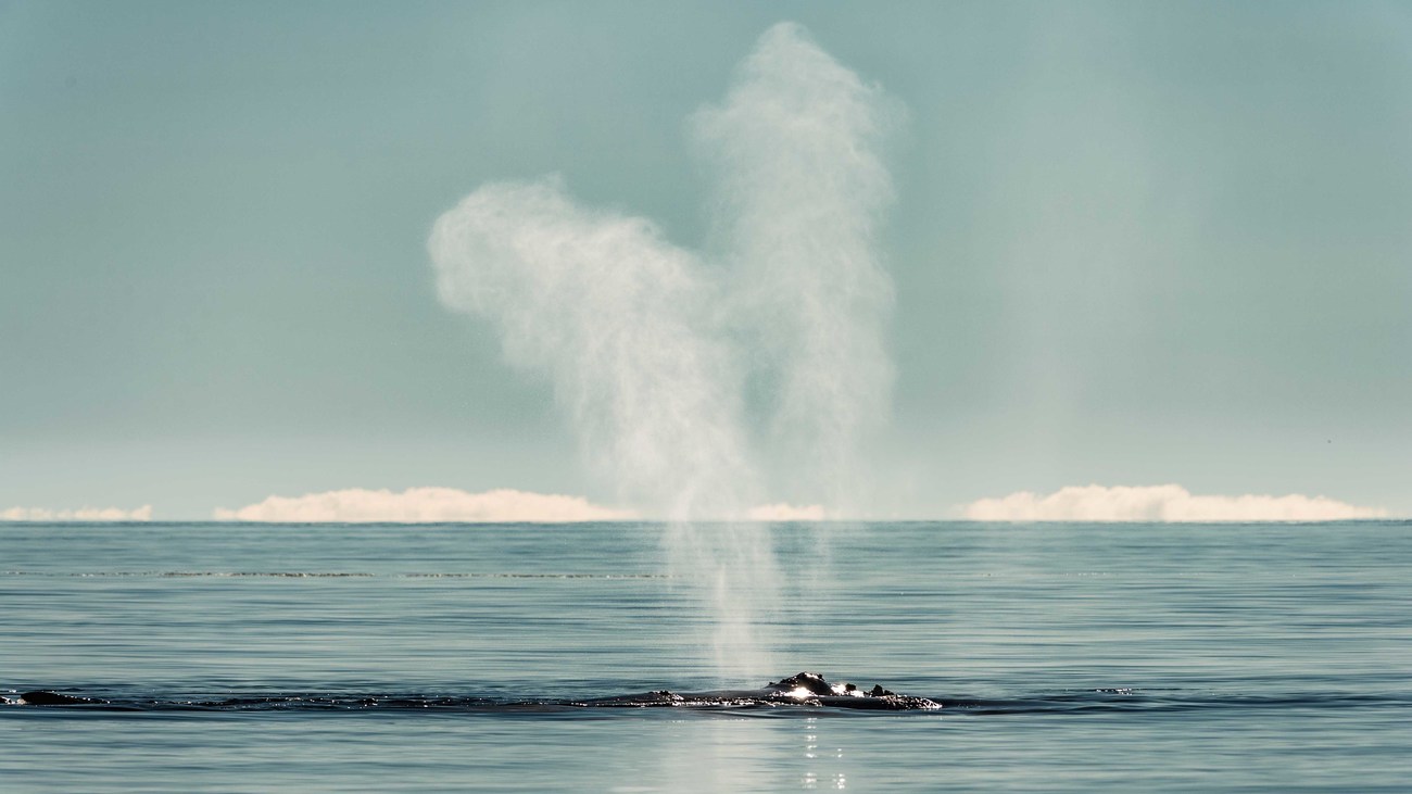 a right whale swimming at the surface of the water