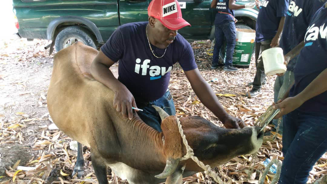 disaster responder provides vaccine shot to cattle