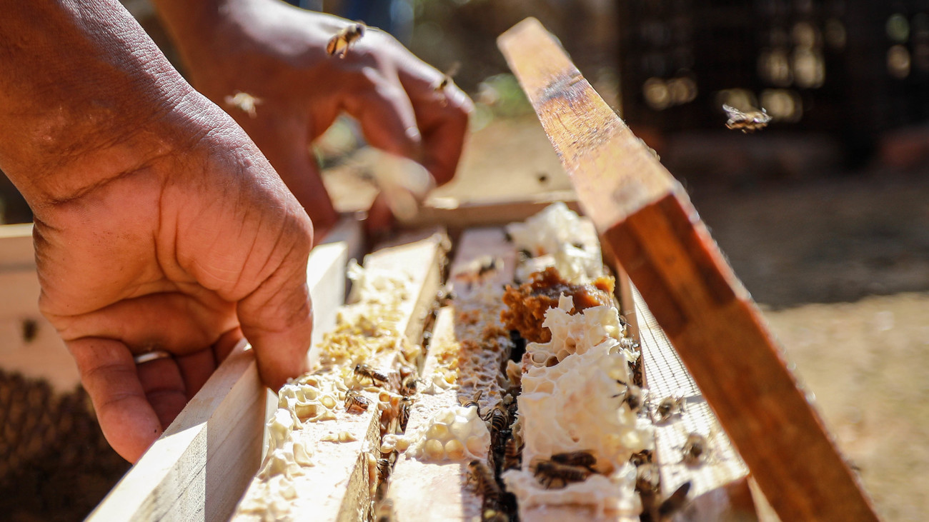 closeup of two hands from individuals tending to a beehive 